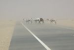 Kuwait Camels in Storm 2005