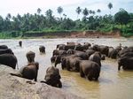 Sri Lanka 2005 - Pinnawela elephant orphanage