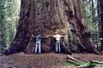 USA 1999 - Sequoia N.P.